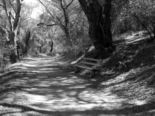 Black and white photo signed 8x10 secluded pathway