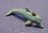 Bottlenose Dolphin (3) (B)