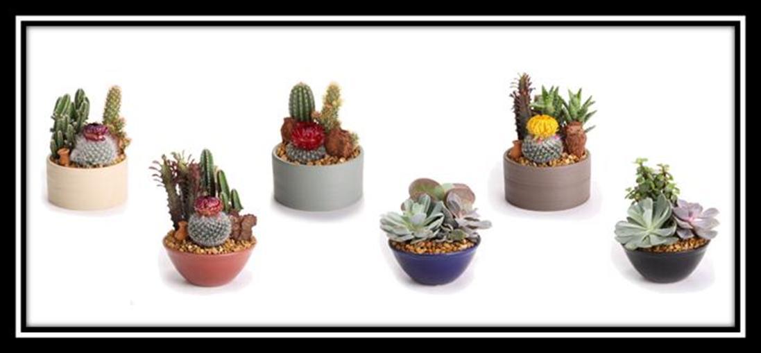 small_cactus_gardens